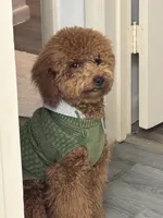Fluffy , a male Miniature Goldendoodle for sale in Fort Lauderdale, FL – 1 of 3