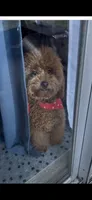 Fluffy , a male Miniature Goldendoodle for sale in Fort Lauderdale, FL – 3 of 3