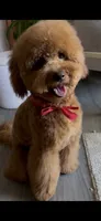 Fluffy , a male Miniature Goldendoodle for sale in Fort Lauderdale, FL – 2 of 3
