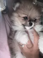 Blanca, a female Pomeranian for sale in Kissimmee, FL – 3 of 3