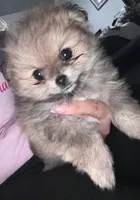Mocha, a female Pomeranian for sale in Kissimmee, FL – 1 of 2