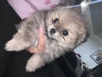 Mocha, a female Pomeranian for sale in Kissimmee, FL – 2 of 2