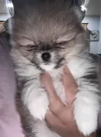 Blanca, a female Pomeranian for sale in Kissimmee, FL – 2 of 3