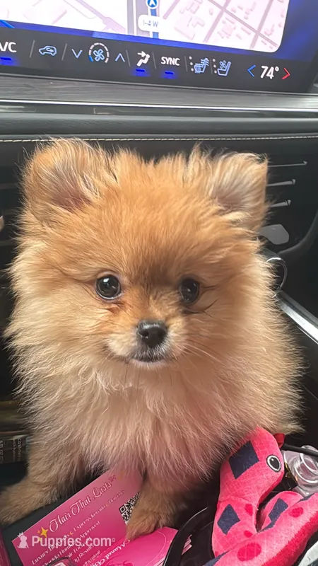 Cinnamon  – Pomeranian puppy for sale in Kissimmee, FL
