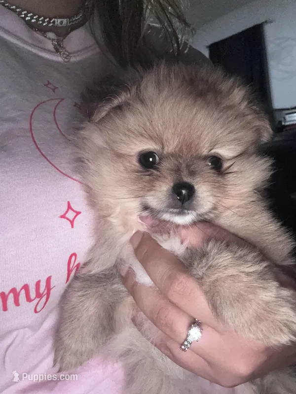 Cinnamon  – Pomeranian puppy for sale in Kissimmee, FL