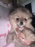 Cinnamon , a female Pomeranian for sale in Kissimmee, FL – 1 of 2