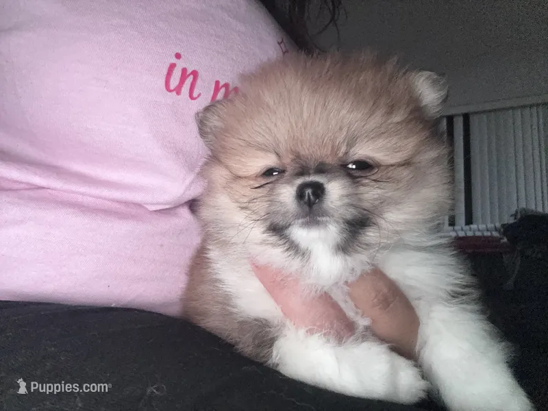 Blanca – Pomeranian puppy for sale in Kissimmee, FL