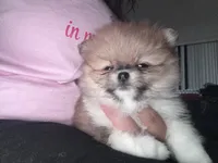 Blanca, a female Pomeranian for sale in Kissimmee, FL – 1 of 3