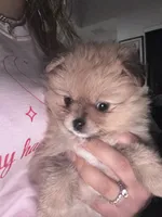 Cinnamon , a female Pomeranian for sale in Kissimmee, FL – 2 of 2