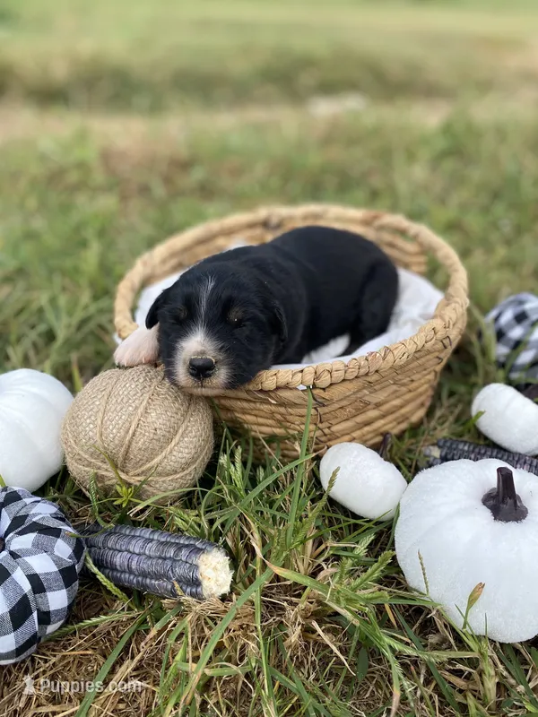 Maple – Australian Shepherd puppy for sale in Mantachie, MS