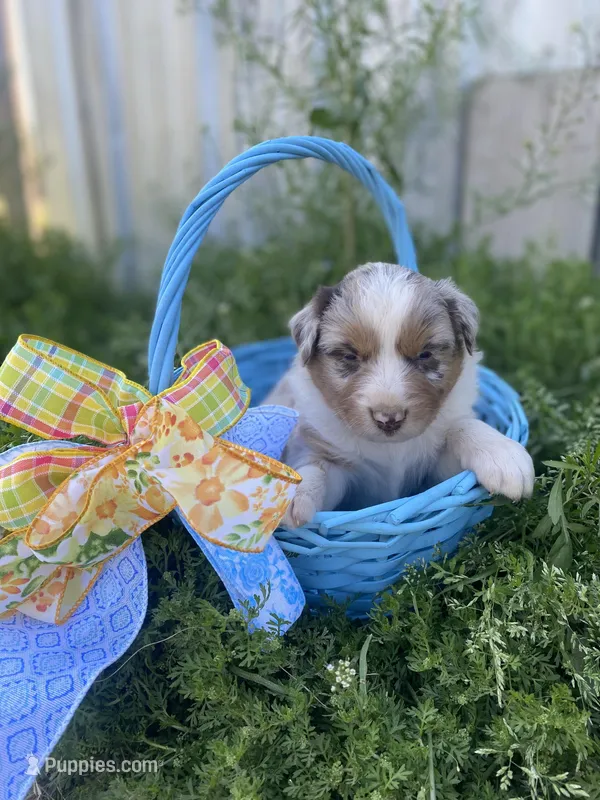 Thunder – Australian Shepherd puppy for sale in Mantachie, MS