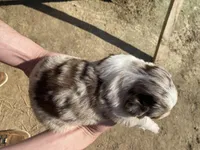 Thunder, a male Australian Shepherd for sale in Mantachie, MS – Photo 4 of 4