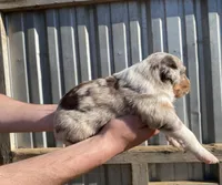 Thunder, a male Australian Shepherd for sale in Mantachie, MS – Photo 3 of 4