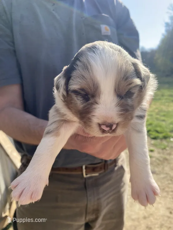 Thunder – Australian Shepherd puppy for sale in Mantachie, MS