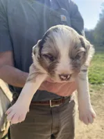 Thunder, a male Australian Shepherd for sale in Mantachie, MS – Photo 1 of 4