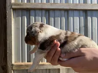 Thunder, a male Australian Shepherd for sale in Mantachie, MS – Photo 2 of 4