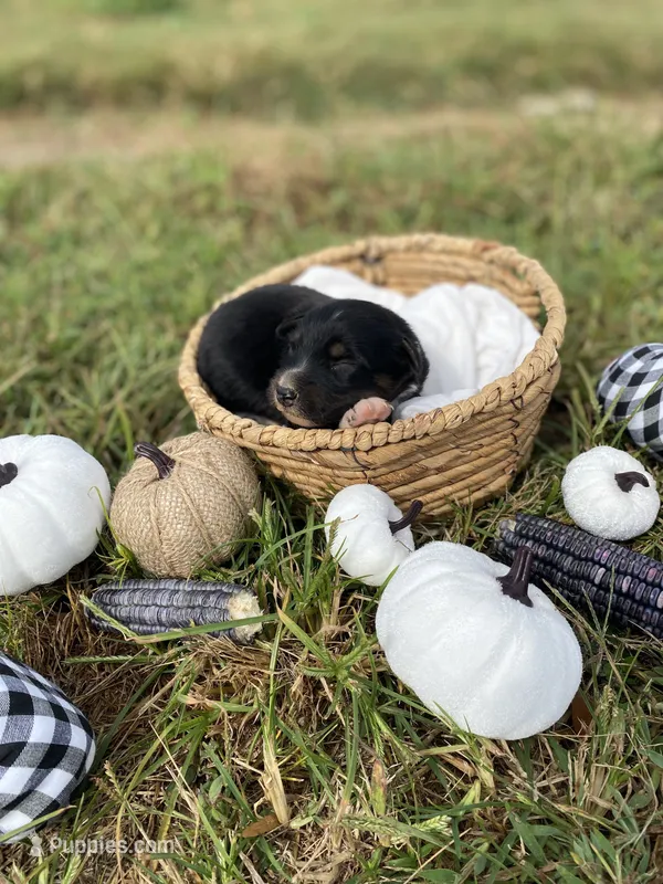 Oak – Australian Shepherd puppy for sale in Mantachie, MS