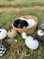 Oak, a male Australian Shepherd for sale in Mantachie, MS – 1 of 2