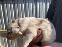 Lightning, a male Australian Shepherd for sale in Mantachie, MS – Photo 2 of 4