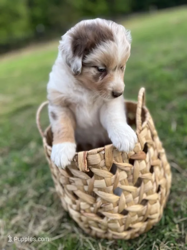 Lightning – Australian Shepherd puppy for sale in Mantachie, MS
