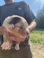 Lightning, a male Australian Shepherd for sale in Mantachie, MS – Photo 1 of 4