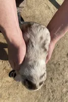 Lightning, a male Australian Shepherd for sale in Mantachie, MS – Photo 4 of 4