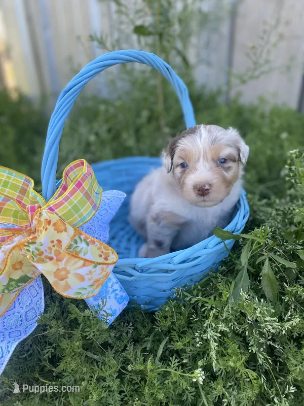 Lightning – Australian Shepherd puppy for sale in Mantachie, MS