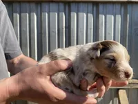 Lightning, a male Australian Shepherd for sale in Mantachie, MS – Photo 3 of 4