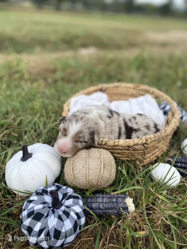 Timber – Australian Shepherd puppy for sale in Mantachie, MS