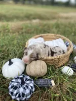 Timber, a male Australian Shepherd for sale in Mantachie, MS – 1 of 2