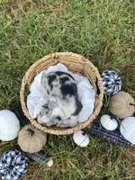 Marigold, a female Australian Shepherd for sale in Mantachie, MS – 2 of 2