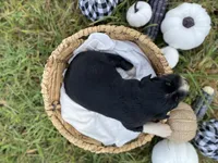 Maple, a female Australian Shepherd for sale in Mantachie, MS – 2 of 2