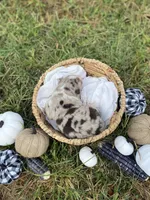Timber, a male Australian Shepherd for sale in Mantachie, MS – 2 of 2