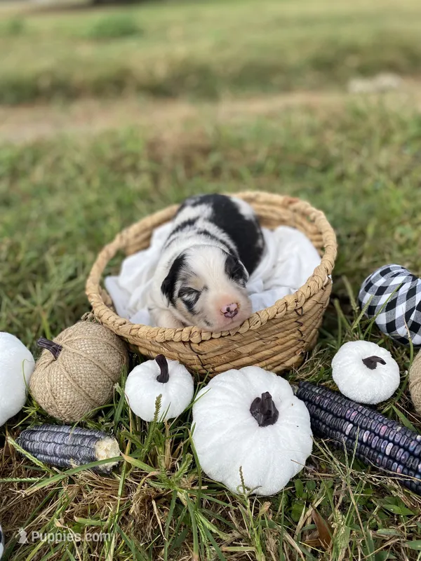 Opal – Australian Shepherd puppy for sale in Mantachie, MS