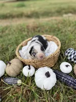 Opal, a female Australian Shepherd for sale in Mantachie, MS – 1 of 2