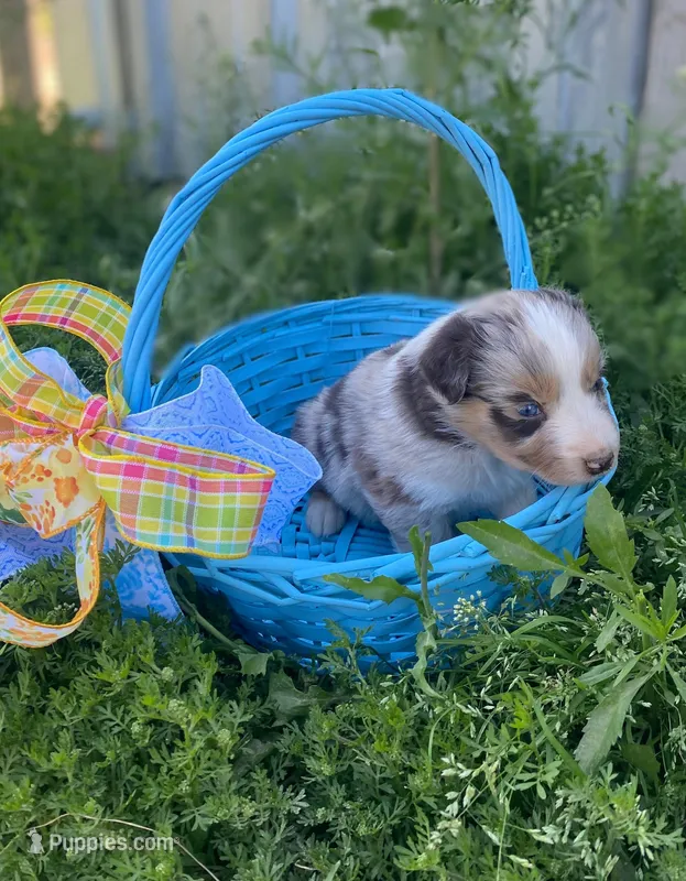 Flower – Australian Shepherd puppy for sale in Mantachie, MS