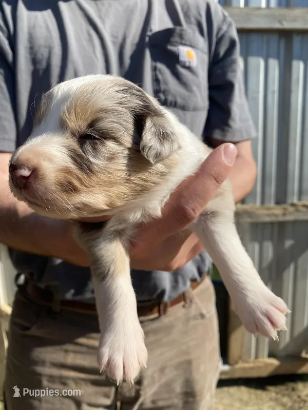 Flower – Australian Shepherd puppy for sale in Mantachie, MS