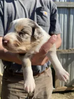 Flower, a female Australian Shepherd for sale in Mantachie, MS – Photo 1 of 4