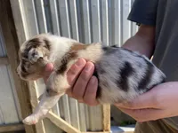 Flower, a female Australian Shepherd for sale in Mantachie, MS – Photo 2 of 4