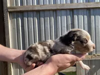 Flower, a female Australian Shepherd for sale in Mantachie, MS – Photo 3 of 4