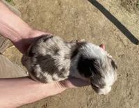 Flower, a female Australian Shepherd for sale in Mantachie, MS – Photo 4 of 4