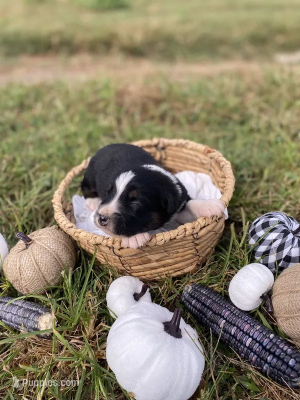 Forest – Australian Shepherd puppy for sale in Mantachie, MS
