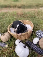 Forest, a male Australian Shepherd for sale in Mantachie, MS – 1 of 2
