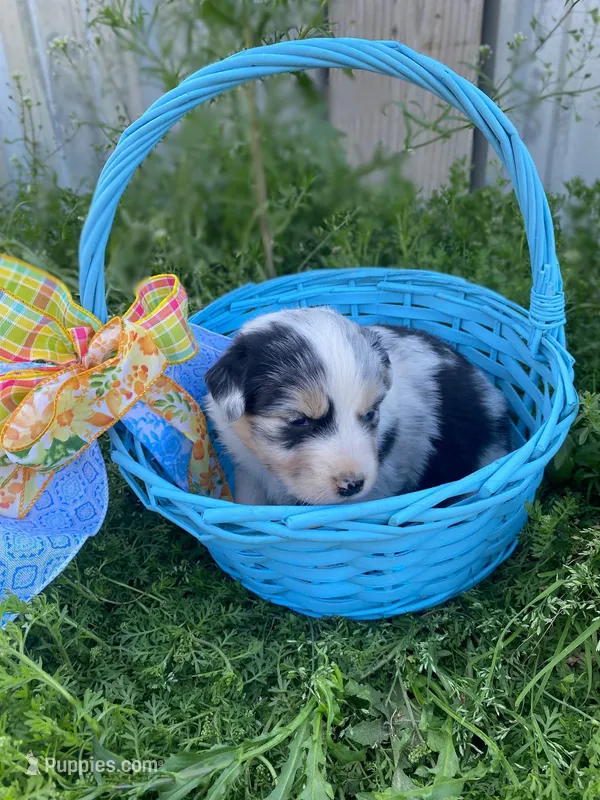 Buttercup – Australian Shepherd puppy for sale in Mantachie, MS