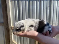 Buttercup, a female Australian Shepherd for sale in Mantachie, MS – Photo 2 of 4