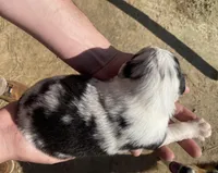 Buttercup, a female Australian Shepherd for sale in Mantachie, MS – Photo 4 of 4