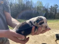 Buttercup, a female Australian Shepherd for sale in Mantachie, MS – Photo 3 of 4
