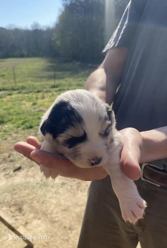 Buttercup – Australian Shepherd puppy for sale in Mantachie, MS