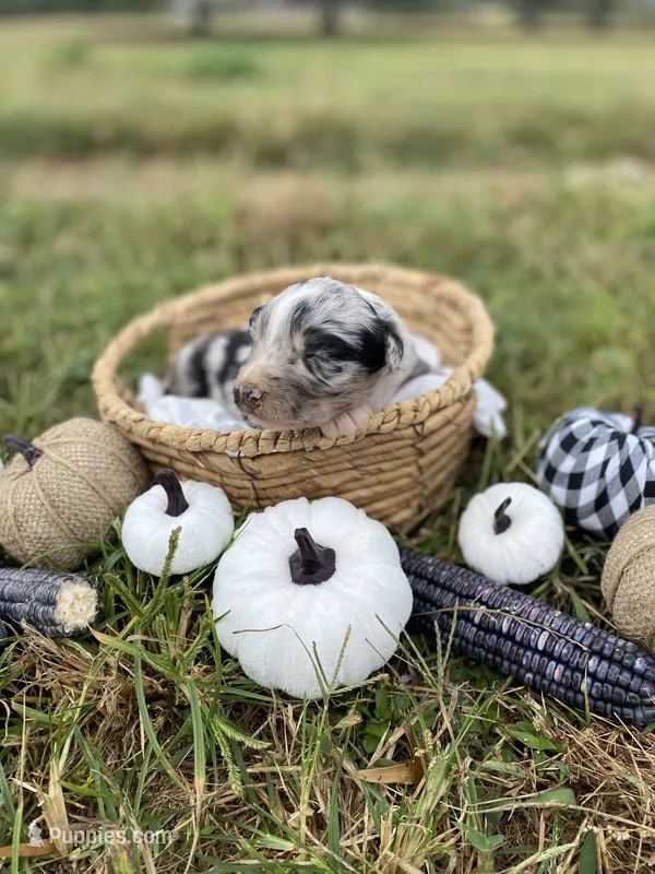 Hazel – Australian Shepherd puppy for sale in Mantachie, MS