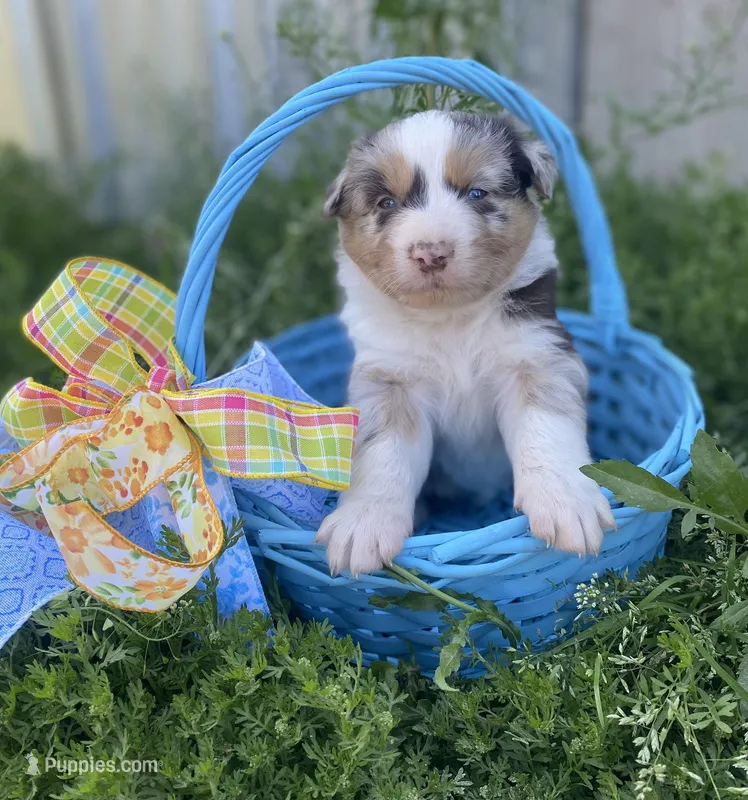 Sprinkles – Australian Shepherd puppy for sale in Mantachie, MS